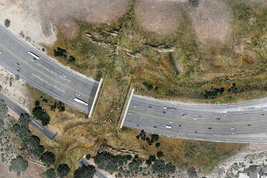 A rendering of the wildlife bridge crossing, which will feature native plants and vegetated walls.
