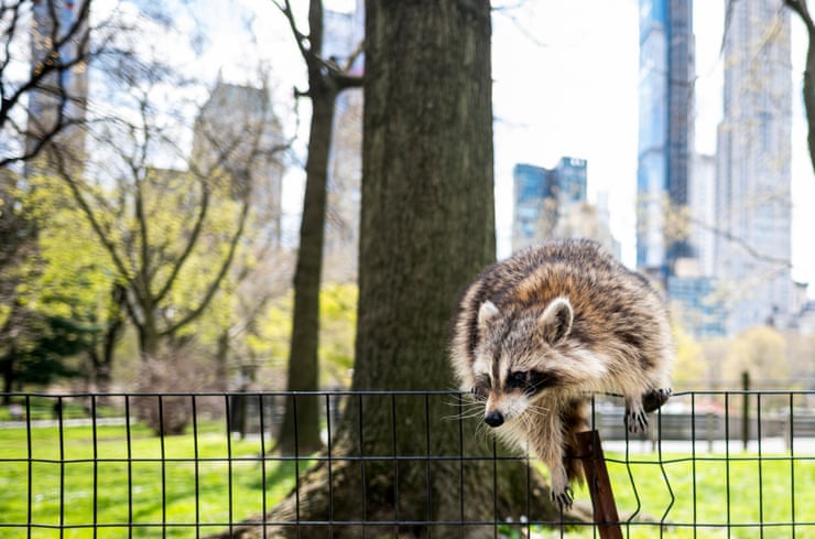 City life is reshaping raccoons – and may be nudging them toward domestication City life is reshaping raccoons – and may be nudging them toward domestication