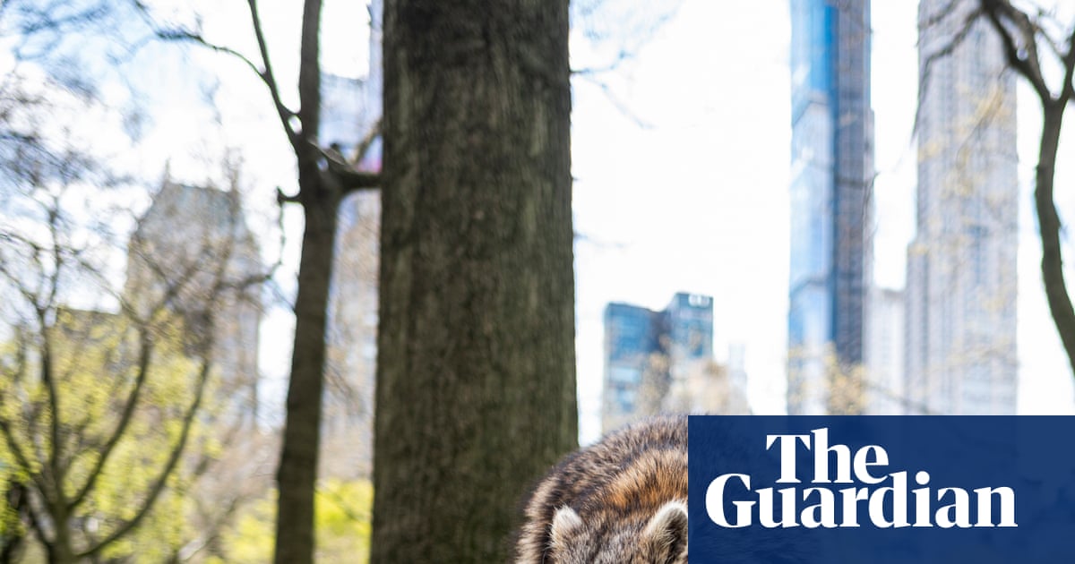 City life is reshaping raccoons – and may be nudging them toward domestication