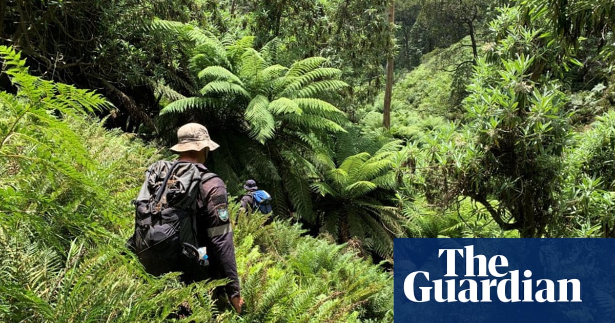 Fears for hiker in ‘bloody tough country’ as Kosciuszko search enters day 11 | New South Wales Fears for hiker in ‘bloody tough country’ as Kosciuszko search enters day 11 | New South Wales