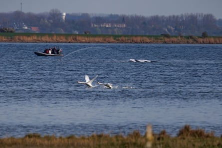 A distant view of Timmy in the water