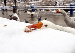 Ankara, Turkey. A goose eats a piece of a bread after snowfall in Goksu Park