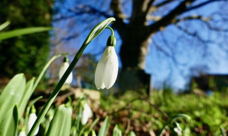 Spring Flowers Blooming Early Around UK Due to Warm Weather