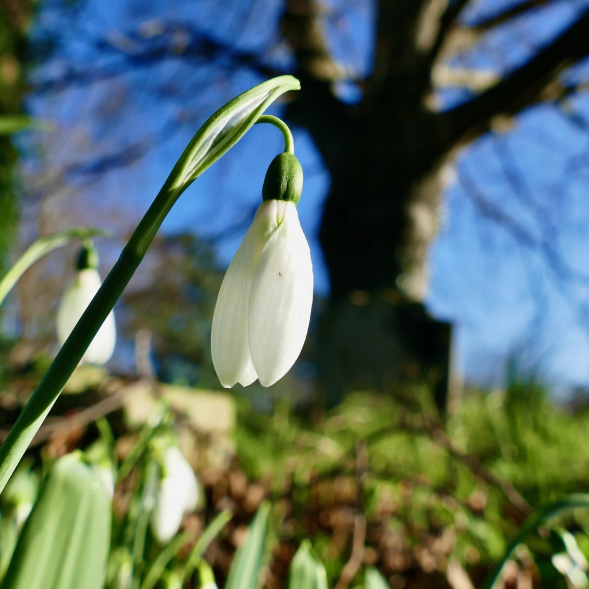 Flowers Arriving A Month Early In Uk As Climate Heats Up Wild Flowers The Guardian Flowers Arriving A Month Early In Uk As Climate Heats Up Wild Flowers The Guardian