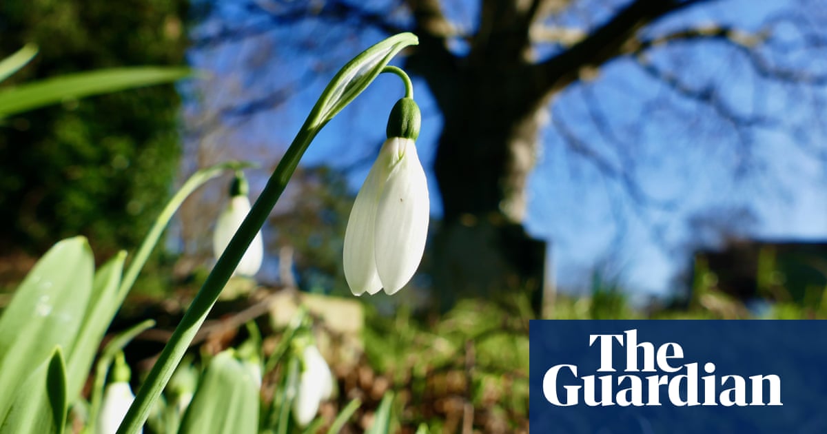 Flowers arriving a month early in UK as climate heats up