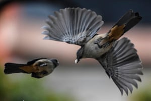 Uma ave da espécie lechosero ajicero (Saltador coerulescens) carrega comida em uma manhã chuvosa em Caracas, Venezuela