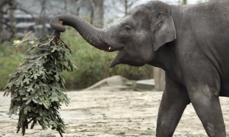 An elephant picking up some greenery
