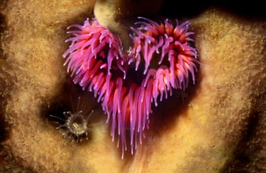 A pink, heart-shaped anemone