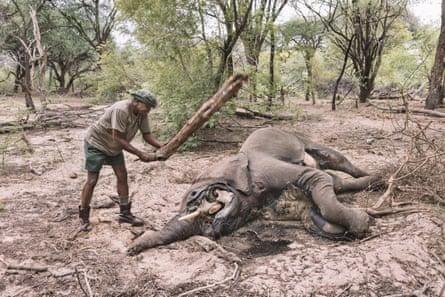 A grande divisão dos elefantes em África: os países enfrentam demasiados elefantes – ou poucos
