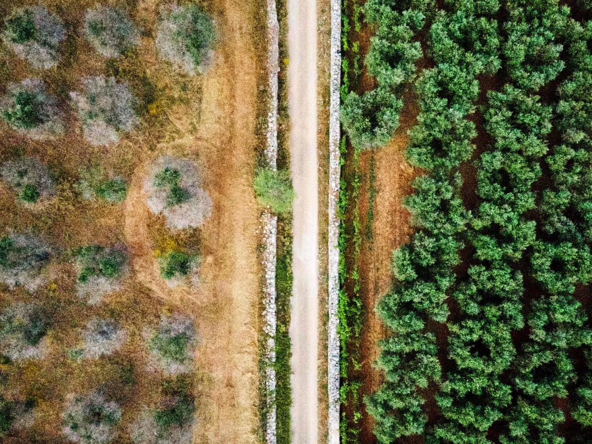 Deadly Olive Tree Disease Spreads To France World News The