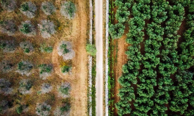Aerial image of olive groves in Puglia, southern Italy, showing two varieties of olive trees, some infected with Xylella fastidiosa (left) and some resistant to the disease.