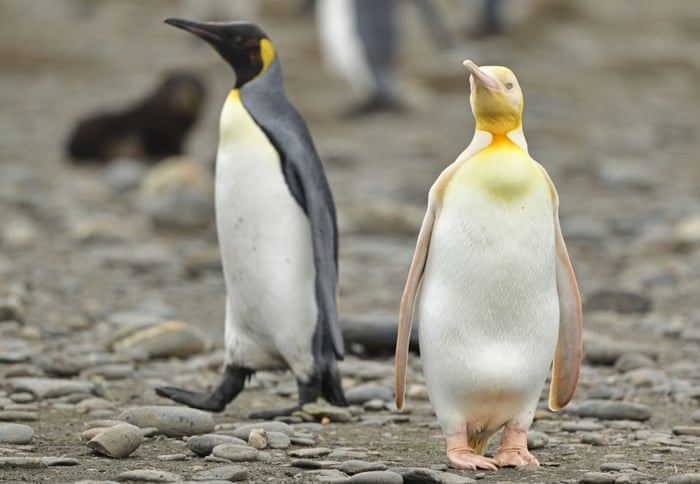 Strange Pale Penguin Rare Yellow And White Bird Discovered Among King Penguins In Atlantic Australia News The Guardian