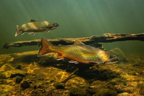 Brook trout swim in a river.