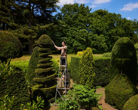Gardener on a ladder trimming topiary