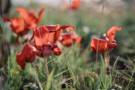 Close up of red tulips among grass