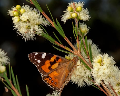 Butterfly feeding on cream melaleuca flowers