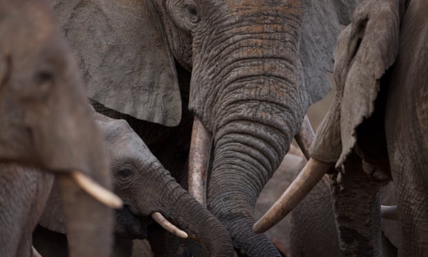 African elephants