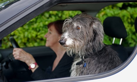 Woman driving a car with her pet dog sitting in the passenger seat