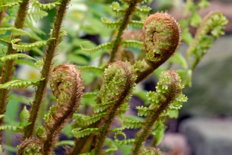 Unfurling ferns dominate the dripping woods | Plants | The Guardian