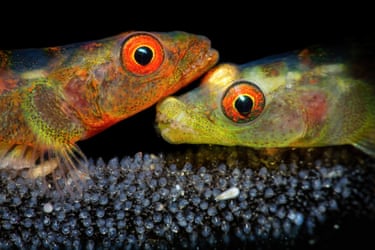 Close-up of two colourful expectant-parent fish guarding clusters of eggs underwater