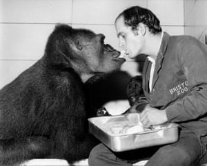 Man feeding gorilla with his mouth