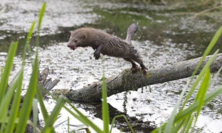 The American mink is regarded as one of Europe’s most destructive predatory imports