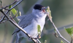 A blackcap