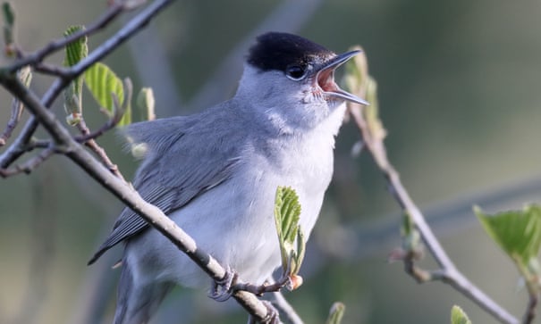 British birds' long-distance feats and longevity are revealed 3366