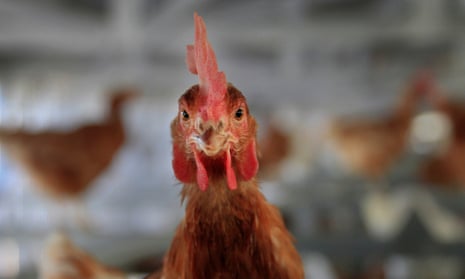 California has already enacted a ban on caged chickens but some farmers argue that cages can help with animal welfare by preventing chickens injuring each other.