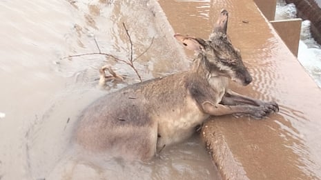 A kangaroo in floodwaters in WA’s Kimberley region.