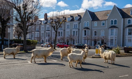 Een kudde geiten profiteert van rustige straten in de buurt van Trinity Square, in Llandudno, Noord-Wales