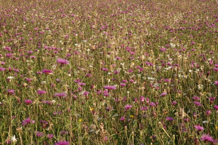 Oxeye daisies and common knapweed in profusion at Hartington Meadows.