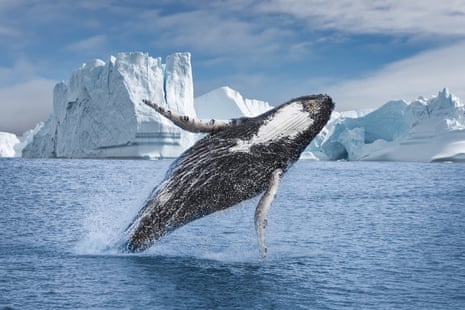 Humpback whale breaches, or propels itself out of the water, in front of cliffs of ice and snow at an icefjord in Greeland