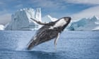 Whales are doing well so it's time to scrap the body that once protected them, says former head