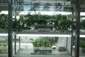 Vegetables growing in the Osaka Grand Mall