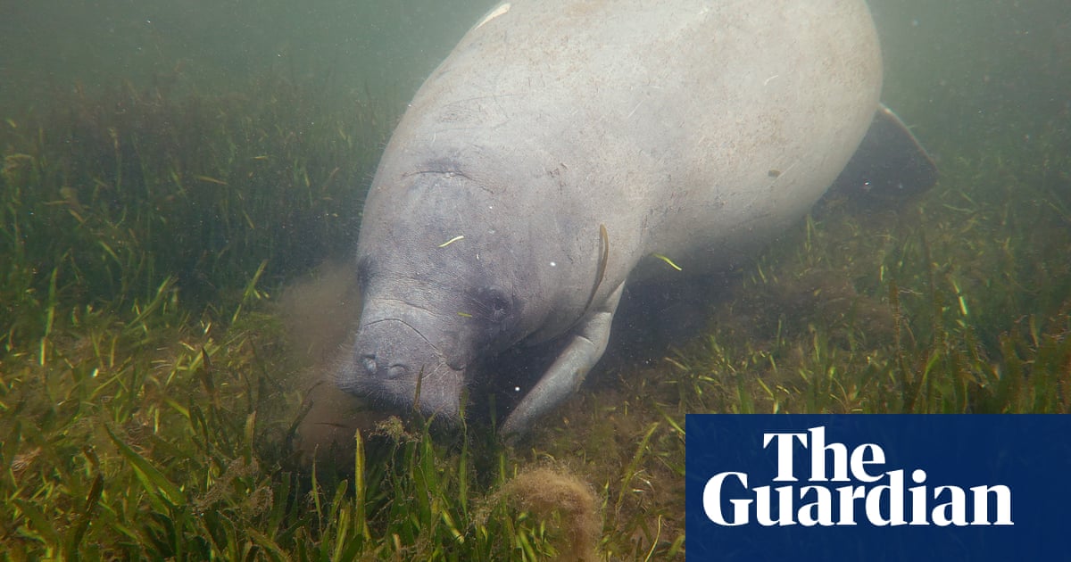 Забележителен обрат в любимата храна на морските крави в Mosquito