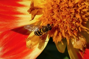 Hover-flies collect pollen from the pretty dahlia flowers in the gardens of Greys Court on a sunny day in the countryside, Rotherfield Greys, UK