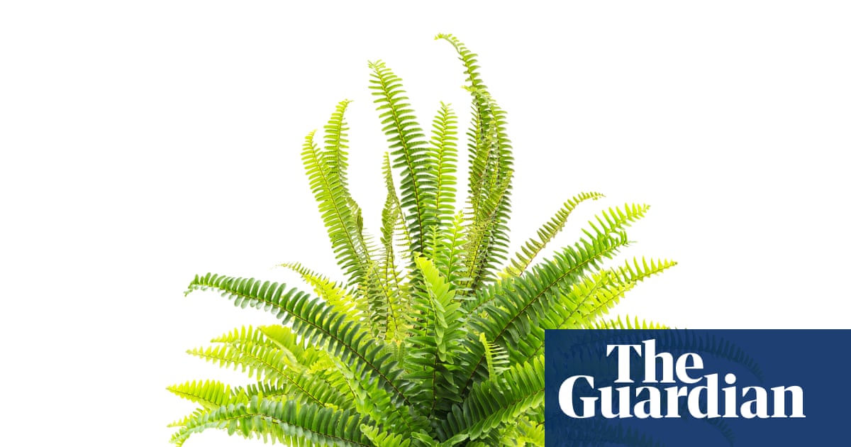 Houseplant hacks: can a damp towel keep plants alive?