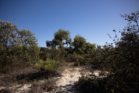 Bushland scrub with some sandy group visible in the centre