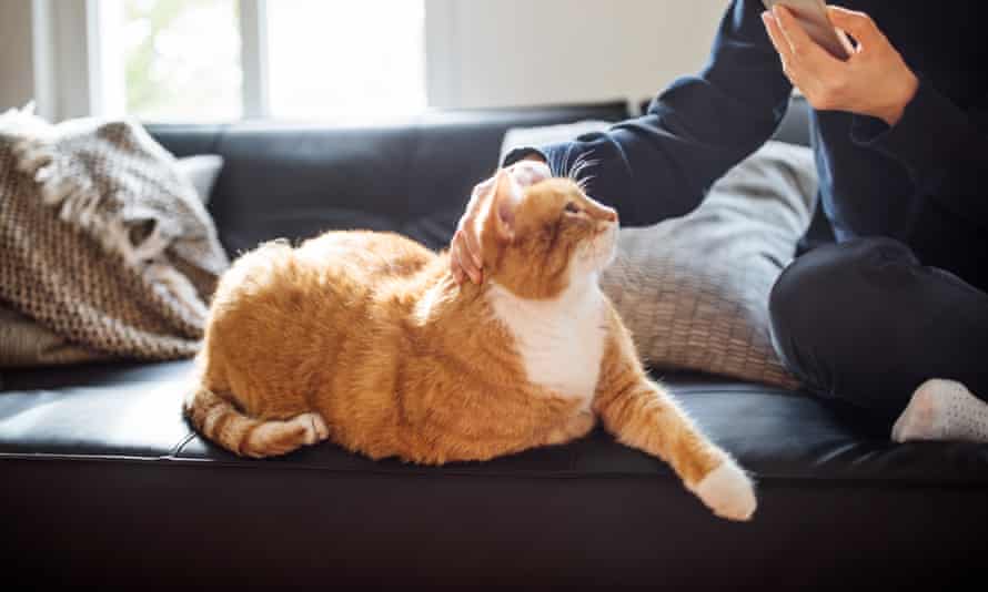 Try searching for ‘cat’ on your phone.