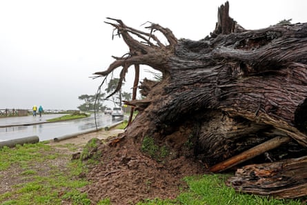 A tree which toppled during recent storms sits next to the road on 11 January 2023 in Santa Cruz, California.