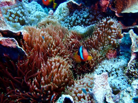 The coral find will need to be tested to determine if it is one single organism.