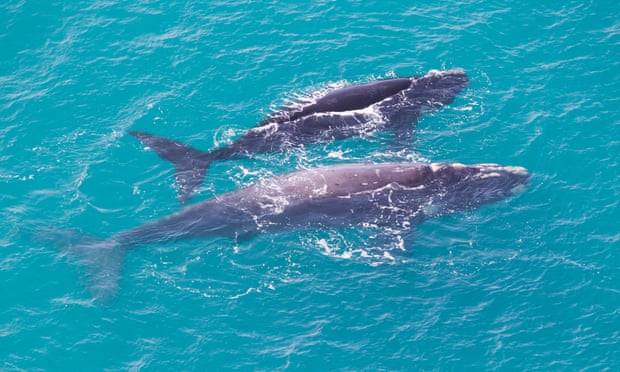 Two rare grey southern right whales