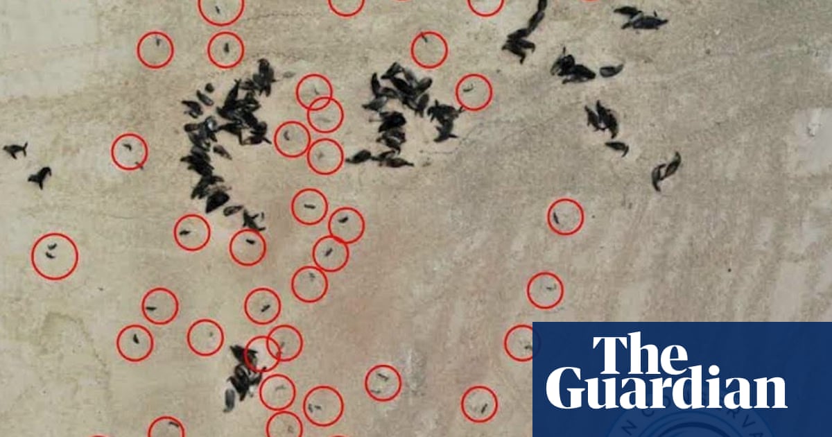 Estimated 5 000 Cape Fur Seal Foetuses Found On Namibian Coast Wildlife The Guardian