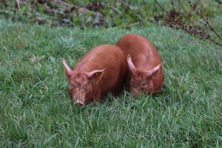 Two tamworth pigs move through long grass