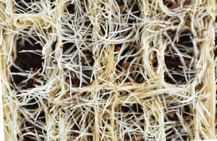 Pea microgreens roots growing in coconut coir