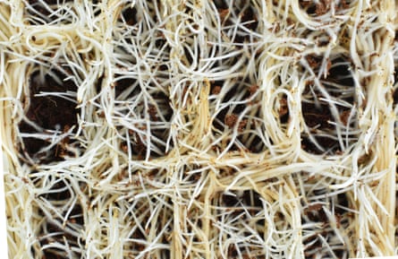 Microgreen pea roots growing in coconuts