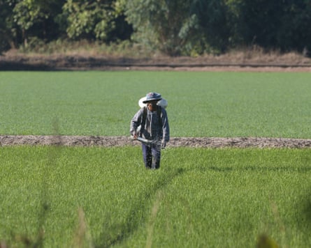A farmer sprays fertiliser over his rice field during sunrise