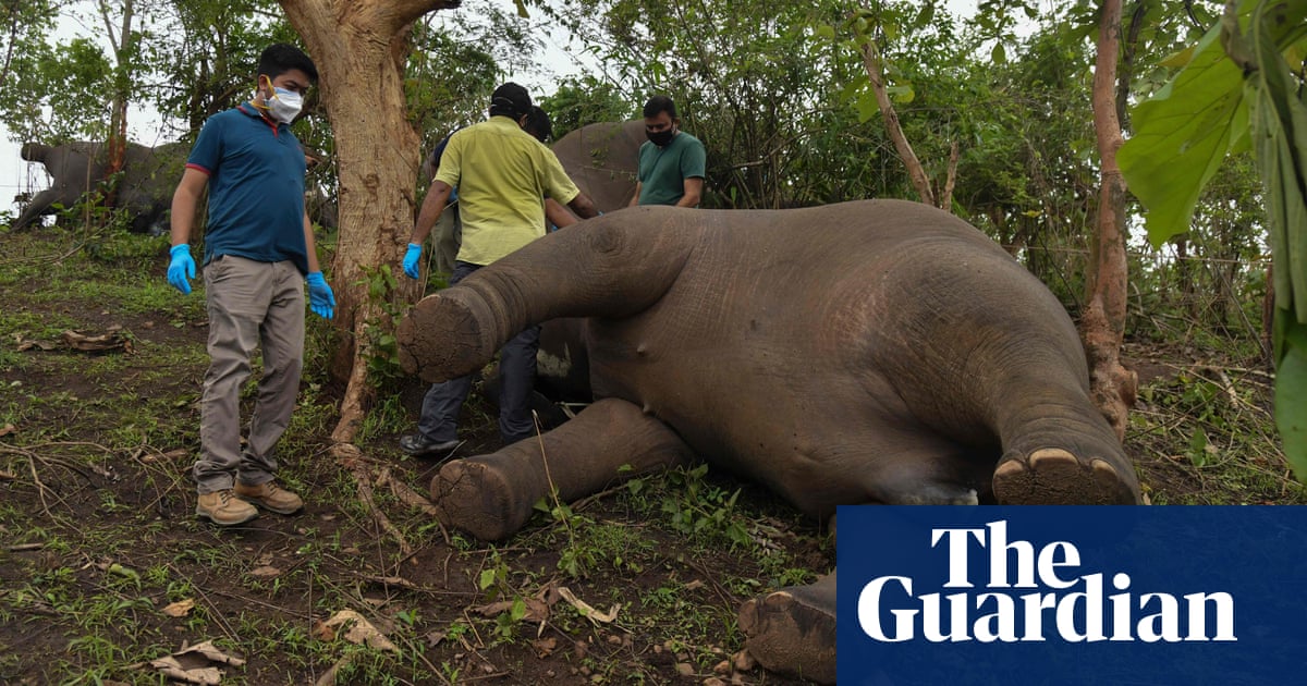 Eighteen elephants found dead in Indian forest reserve
