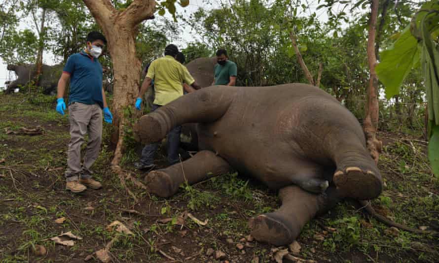 Eighteen elephants found dead in Indian forest reserve | India | The Guardian